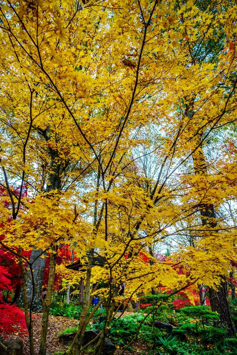 Fall Colors Photo
