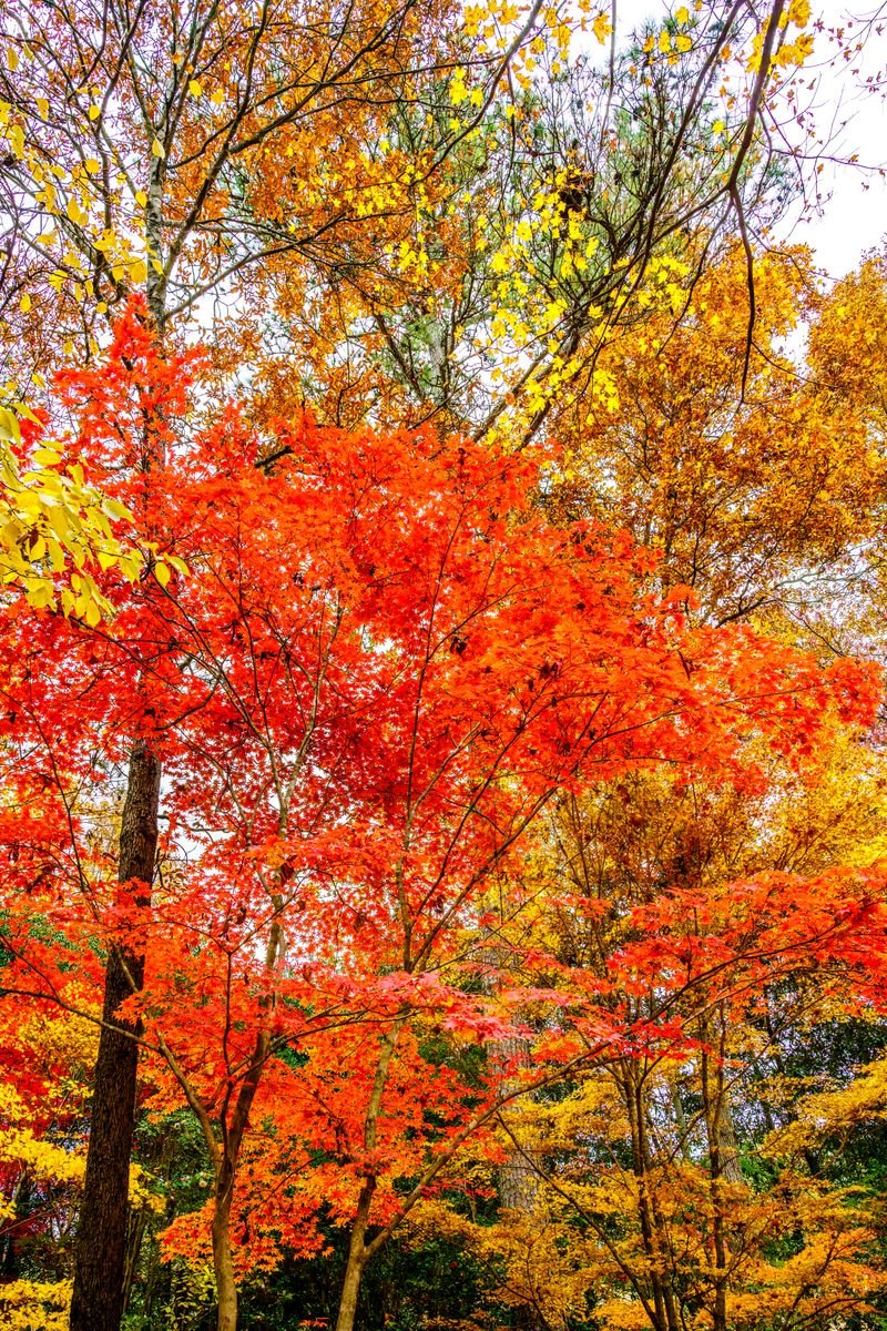 Fall Colors Photo