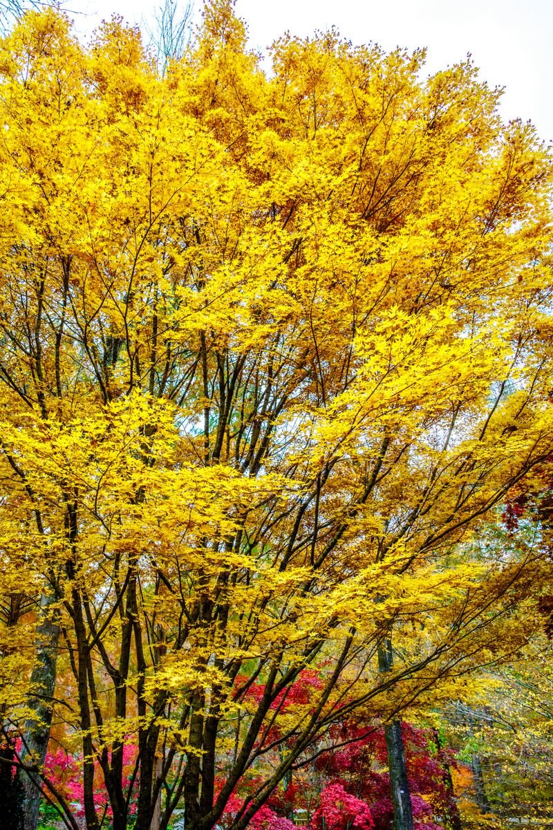 Fall Colors Photo