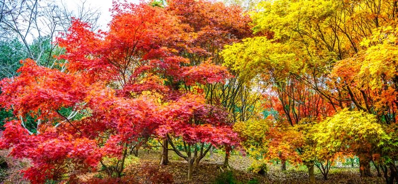 Fall Colors Photo