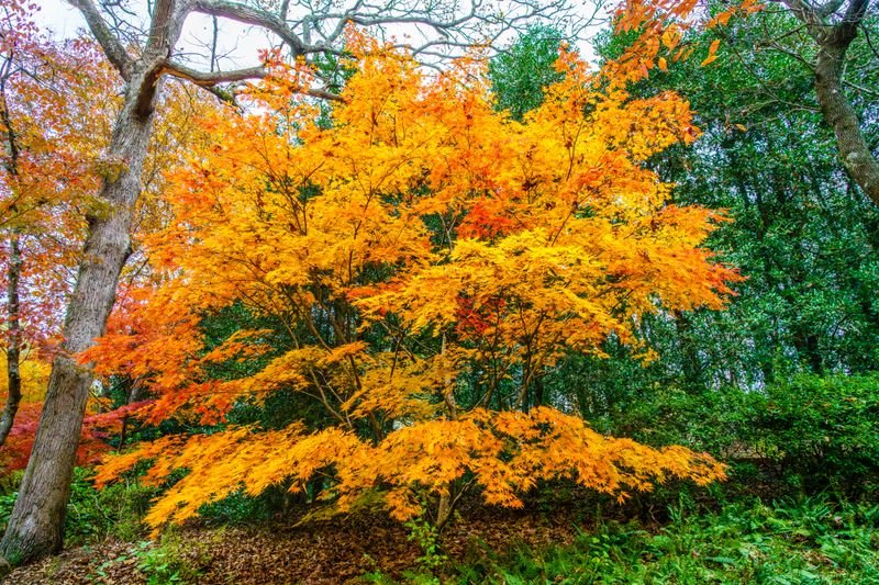 Fall Colors Photo