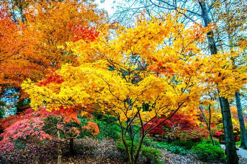 Fall Colors Photo