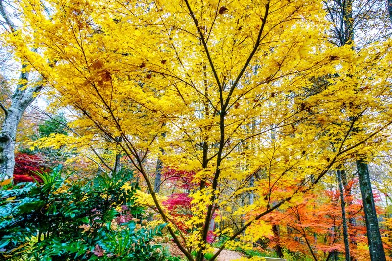 Fall Colors Photo