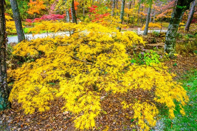 Fall Colors Photo