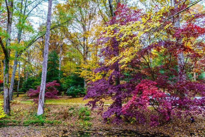 Fall Colors Photo