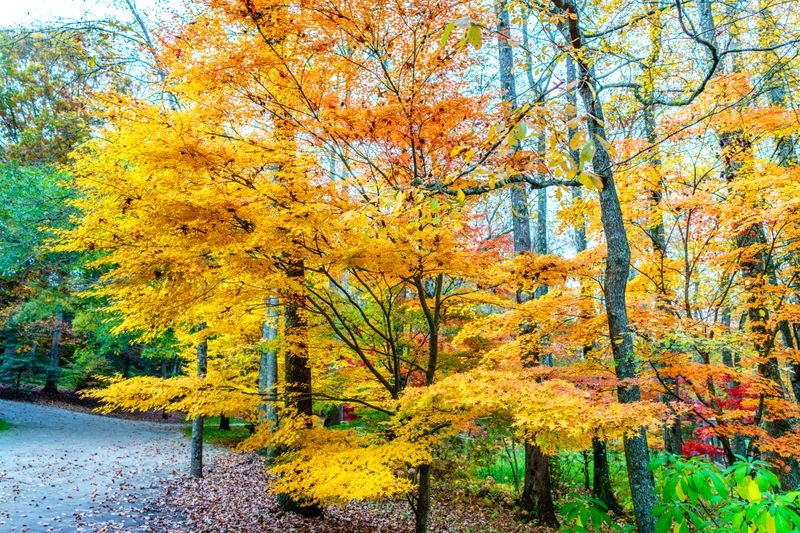 Fall Colors Photo