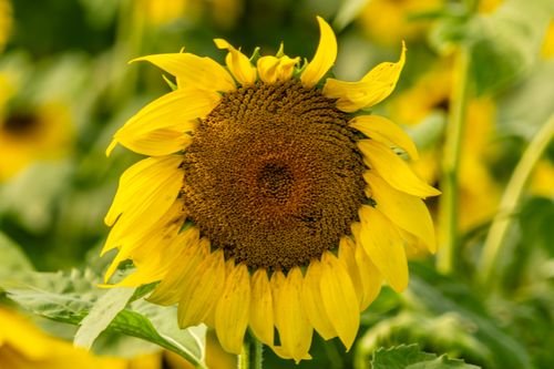 Sun Flowers Photo