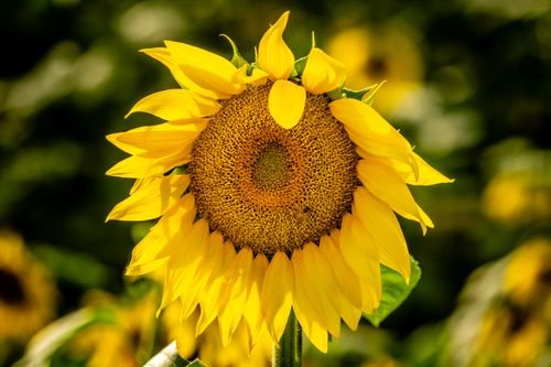 Sun Flowers Photo