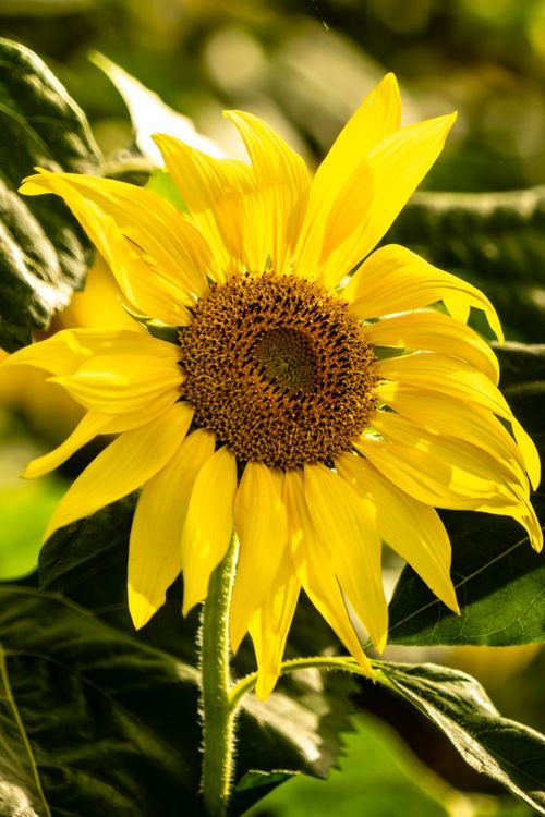 Sun Flowers Photo