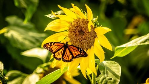Sun Flowers Photo