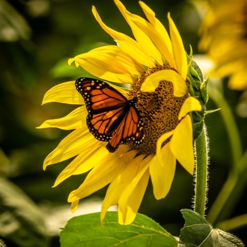 Sun Flowers Photo