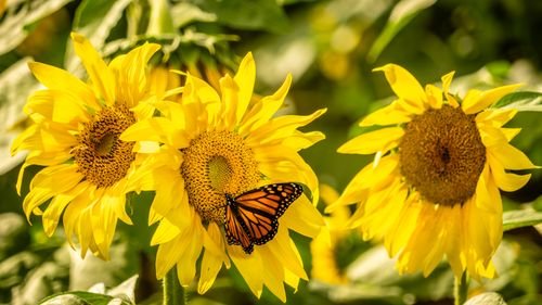 Sun Flowers Photo