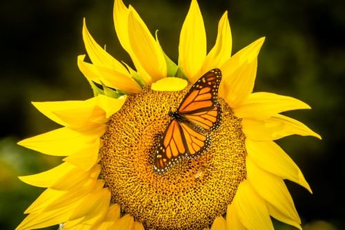 Sun Flowers Photo