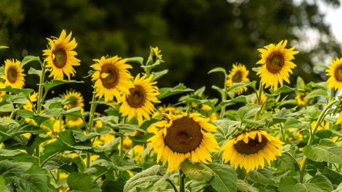 Sun Flowers Photo