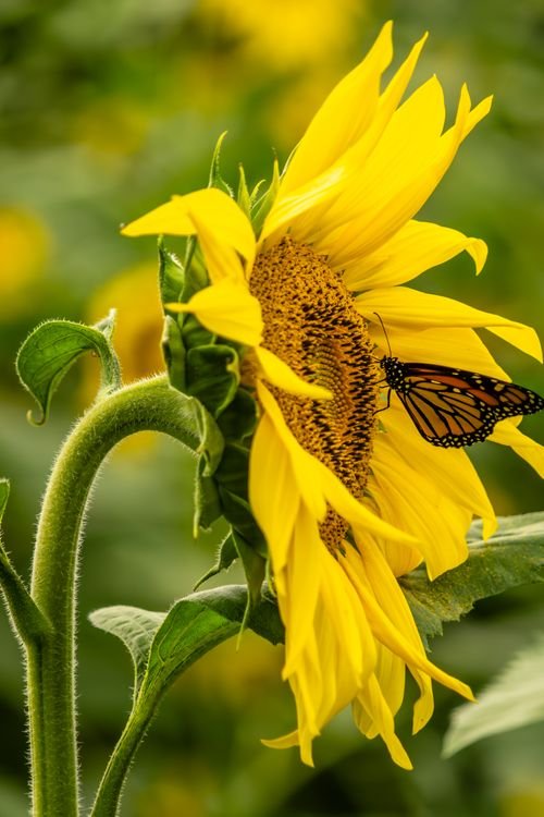 Sun Flowers Photo