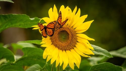 Sun Flowers Photo