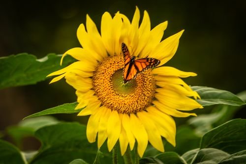 Sun Flowers Photo