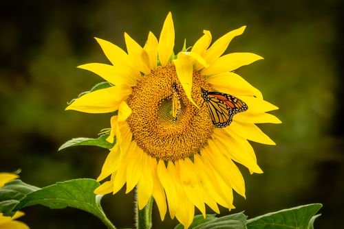 Sun Flowers Photo