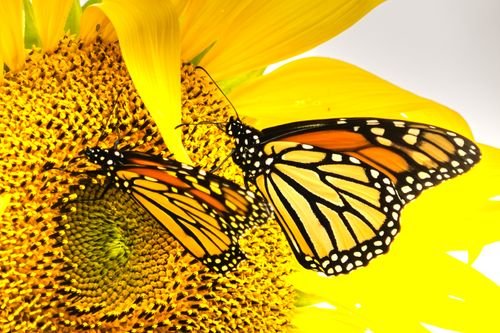 Sun Flowers Photo